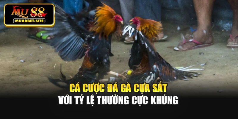 Cá cược đá gà cựa sắt với tỷ lệ thưởng cực khủng