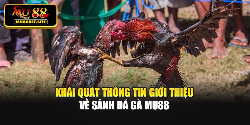 Khái quát thông tin giới thiệu về sảnh đá gà Mu88